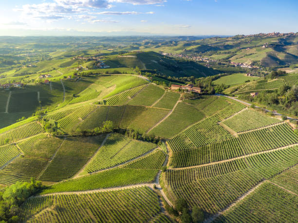 Drone view of Langhe Vienyards in Piedmont