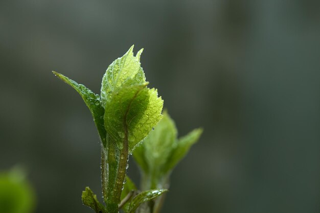 photo-macro-jeune-pousse-arbre-arbuste-gouttes-pluie-rosee_627378-4761