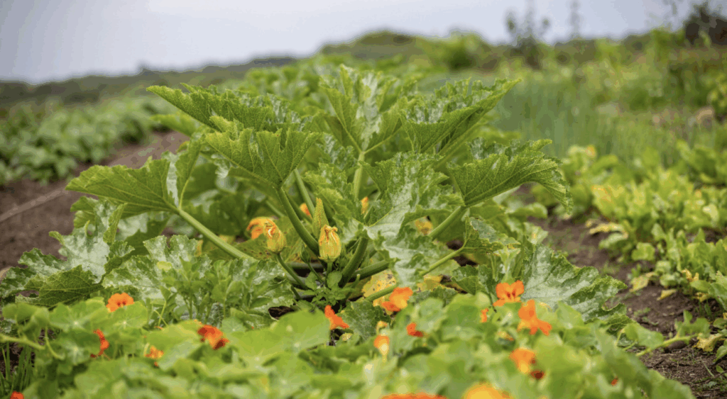 © Lorient Agglo : N. Saint Maur